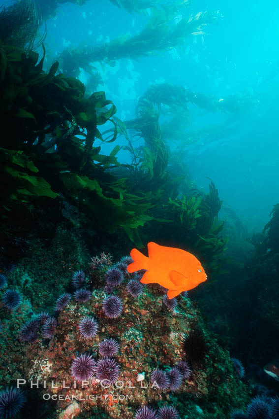 Garibaldi. San Clemente Island, California, USA, Hypsypops rubicundus, natural history stock photograph, photo id 05100