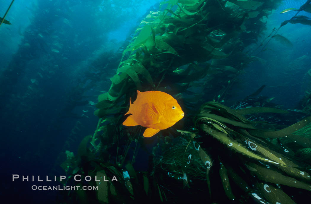 Garibaldi in kelp forest. San Clemente Island, California, USA, Hypsypops rubicundus, natural history stock photograph, photo id 06276