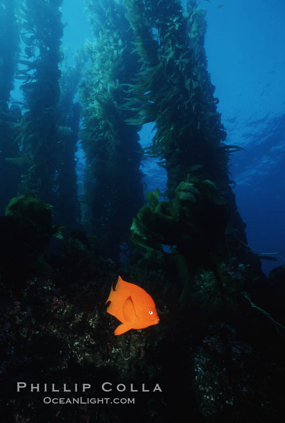 Garibaldi. San Clemente Island, California, USA, Hypsypops rubicundus, natural history stock photograph, photo id 05079