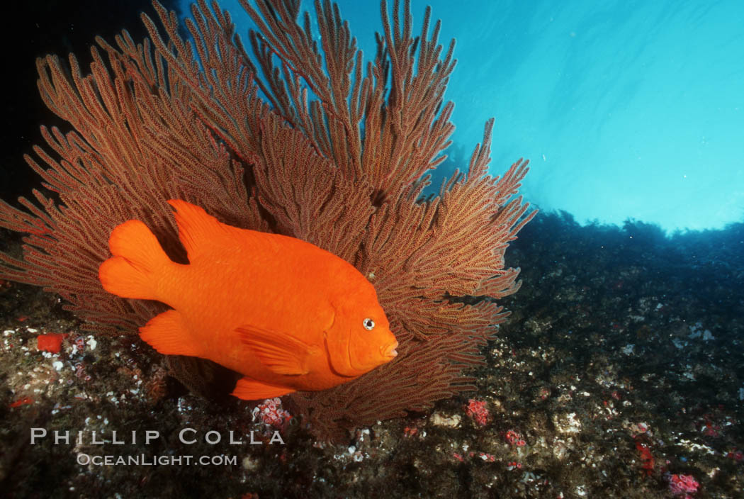 Garibaldi. San Clemente Island, California, USA, Hypsypops rubicundus, natural history stock photograph, photo id 05099