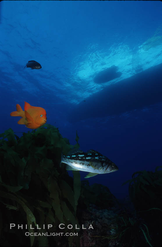 Garibaldi and kelp bass (calico bass). Guadalupe Island (Isla Guadalupe), Baja California, Mexico, Hypsypops rubicundus, natural history stock photograph, photo id 04821