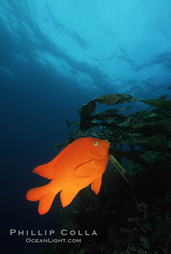 Garibaldi. San Clemente Island, California, USA, Hypsypops rubicundus, natural history stock photograph, photo id 05077