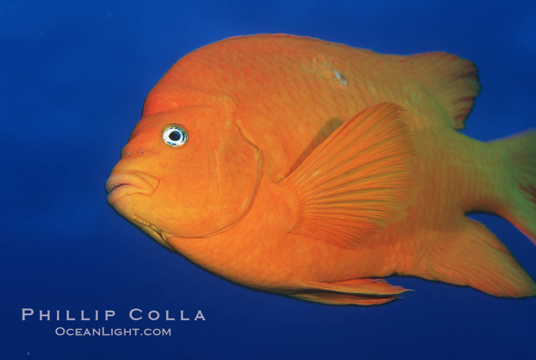 Garibaldi. San Clemente Island, California, USA, Hypsypops rubicundus, natural history stock photograph, photo id 05089
