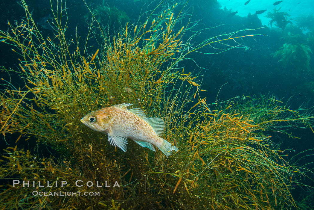 Fish hiding in invasive sargassum, Sargassum horneri, San Clemente Island. California, USA, Sargassum horneri, natural history stock photograph, photo id 30874