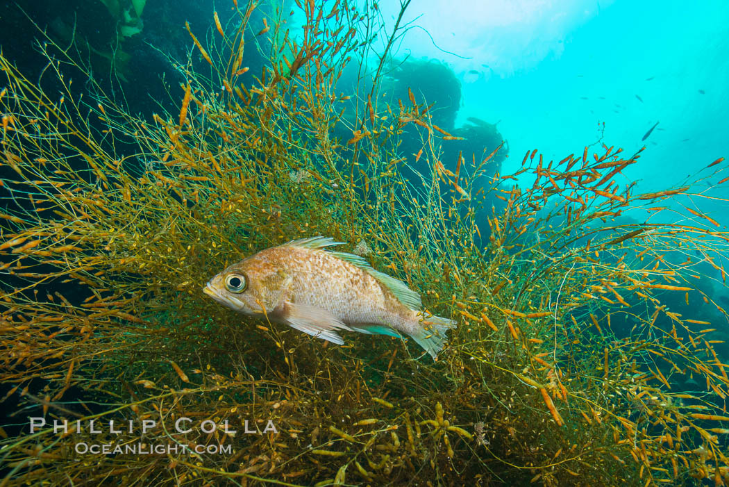 Fish hiding in invasive sargassum, Sargassum horneri, San Clemente Island. California, USA, Sargassum horneri, natural history stock photograph, photo id 30875