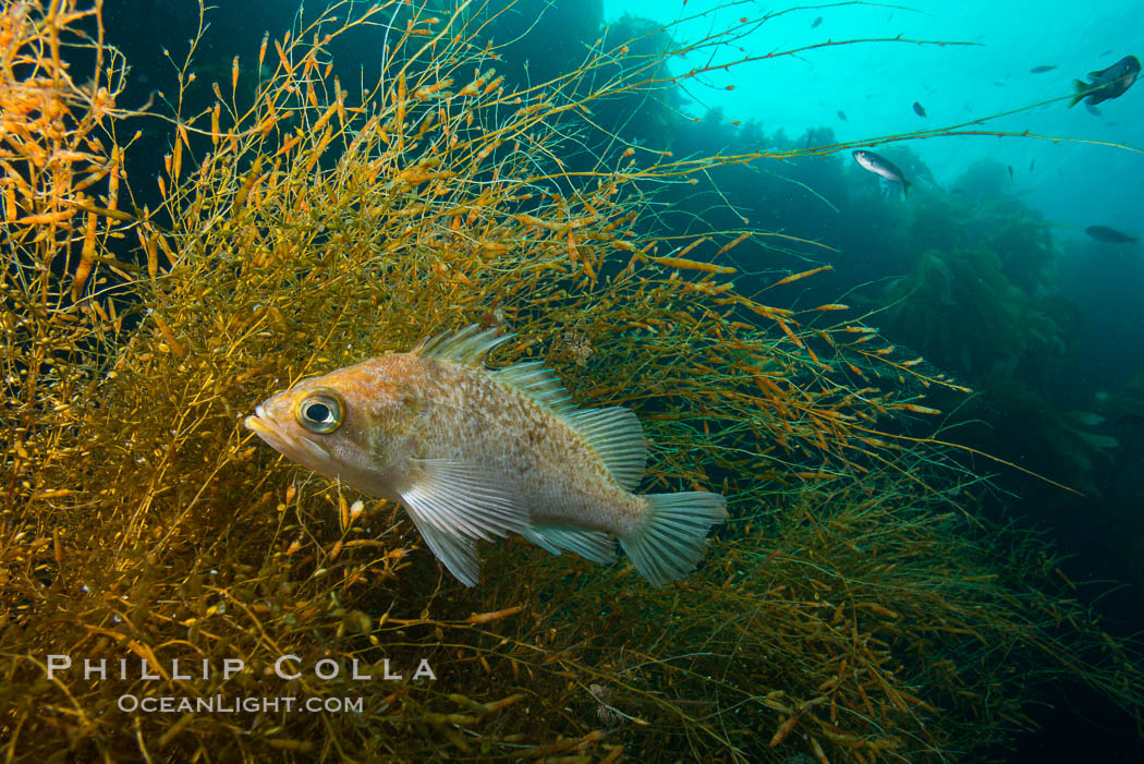 Fish hiding in invasive sargassum, Sargassum horneri, San Clemente Island. California, USA, Sargassum horneri, natural history stock photograph, photo id 30873
