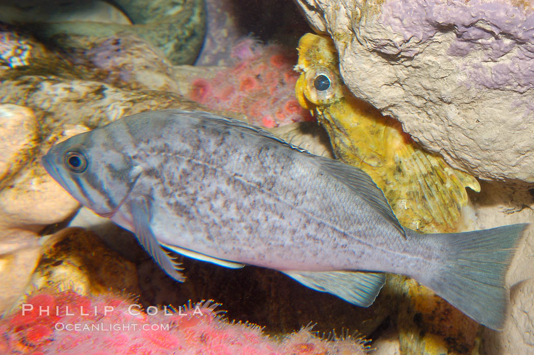 Unidentified fish., natural history stock photograph, photo id 09843