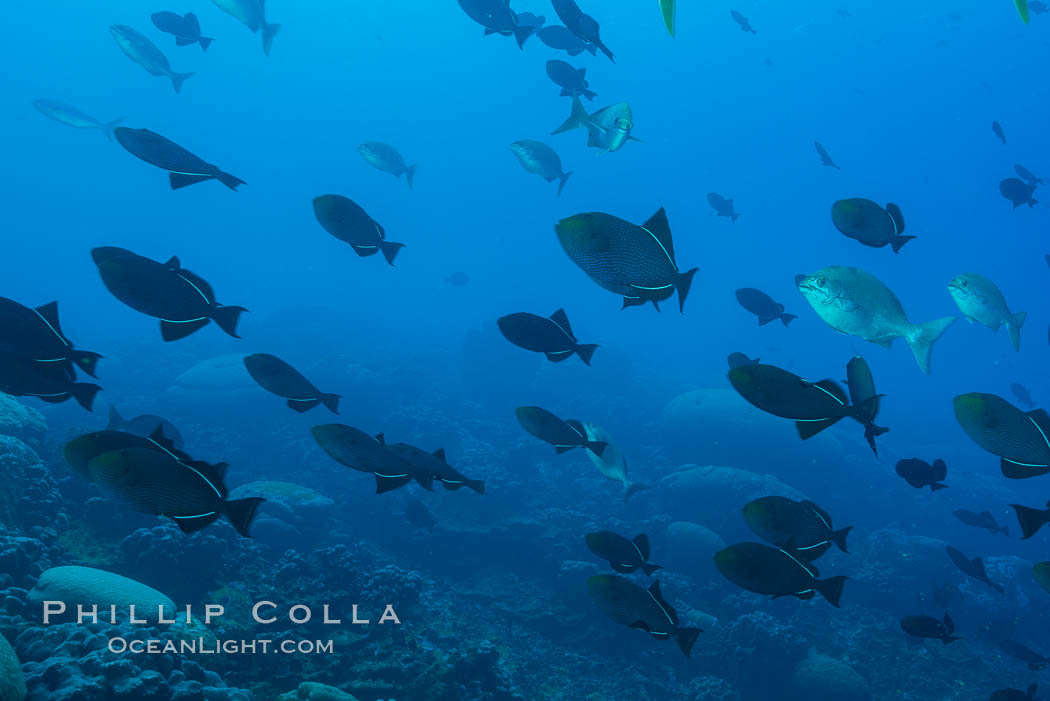 Fish schooling over coral reef, Clipperton Island. France, natural history stock photograph, photo id 33029