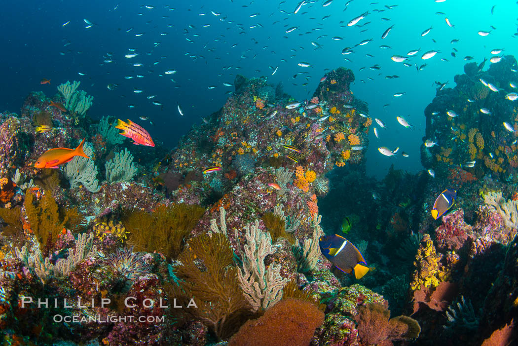 Fish schooling over reef at sunset, Sea of Cortez. Mikes Reef, Baja California, Mexico, natural history stock photograph, photo id 33505