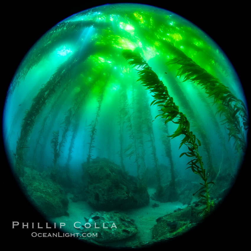 Fisheye view of a Giant Kelp Forest, Catalina Island. California, USA, natural history stock photograph, photo id 37188