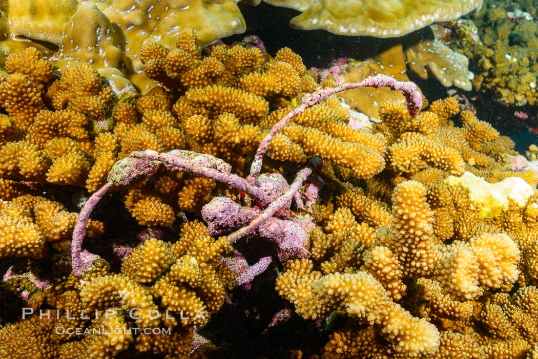 Fishing Longline, Wrapped and Embedded in Coral Head, Clipperton Island