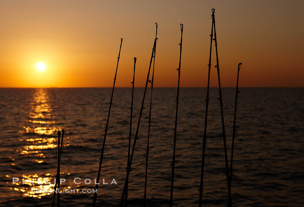 Fishing rods, sunrise. Santa Barbara Island, California, USA, natural history stock photograph, photo id 23560