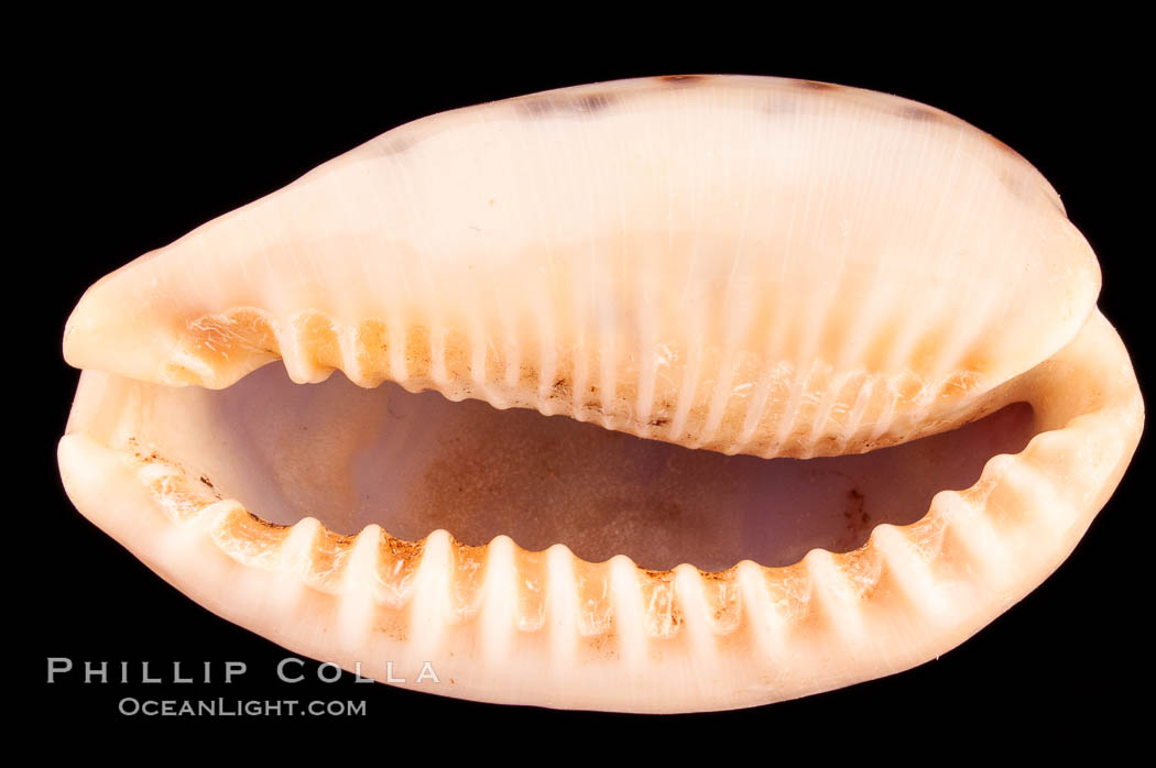 Five-Banded Caurica Cowrie., Cypraea caurica quinquefasciata, natural history stock photograph, photo id 08152
