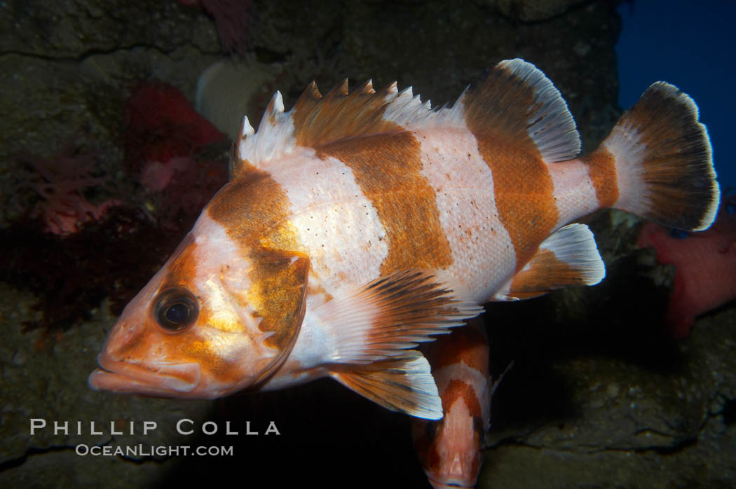 Flag rockfish., Sebastes rubrivinctus, natural history stock photograph, photo id 11786