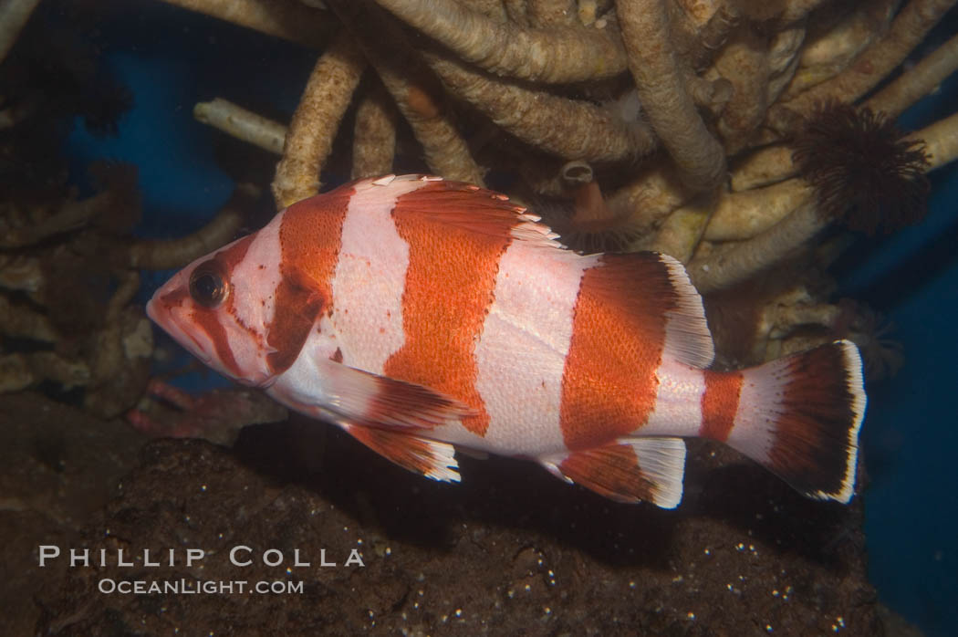 Flag rockfish., Sebastes rubrivinctus, natural history stock photograph, photo id 07868