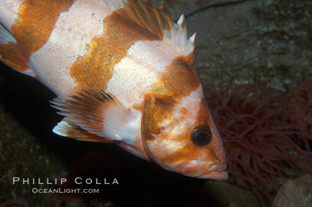 Flag rockfish., Sebastes rubrivinctus, natural history stock photograph, photo id 11790