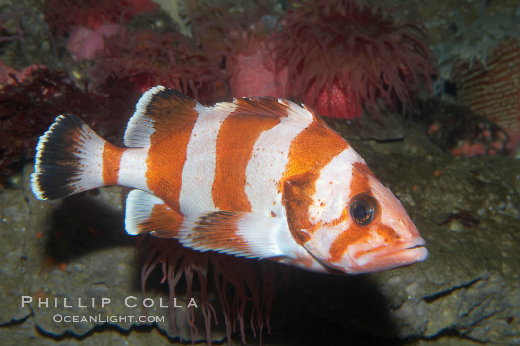 Flag rockfish., Sebastes rubrivinctus, natural history stock photograph, photo id 11784
