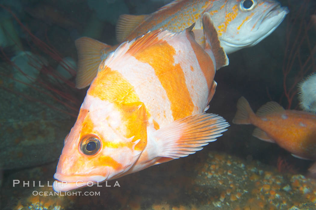 Flag rockfish., Sebastes rubrivinctus, natural history stock photograph, photo id 14064