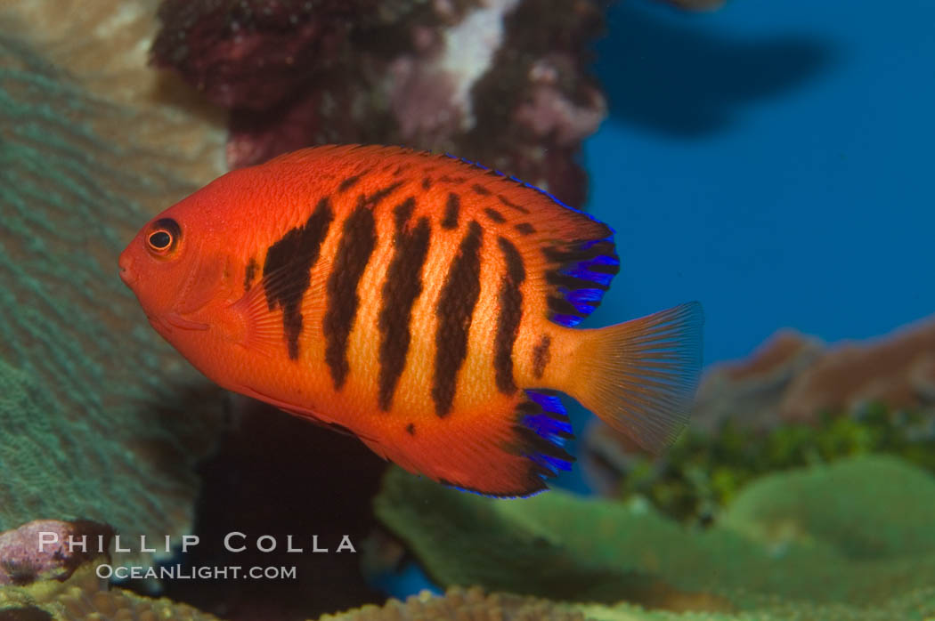 Flame angelfish., Centropyge loricula, natural history stock photograph, photo id 07857