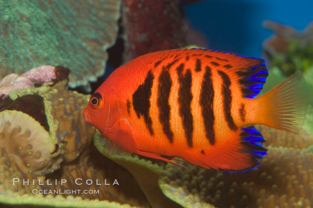 Flame angelfish., Centropyge loricula, natural history stock photograph, photo id 07859