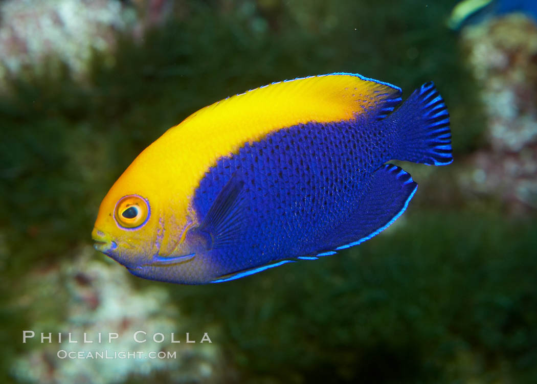 Flameback angelfish., Centropyge aurantonotus, natural history stock photograph, photo id 11791