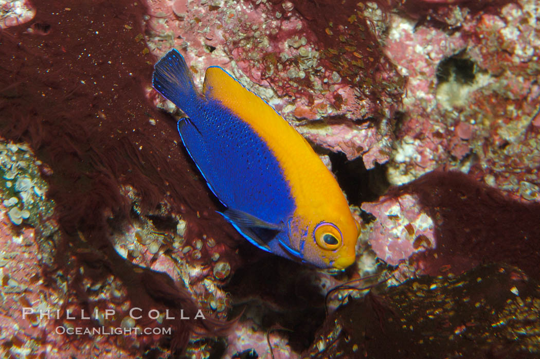 Flameback angelfish., Centropyge aurantonotus, natural history stock photograph, photo id 08657