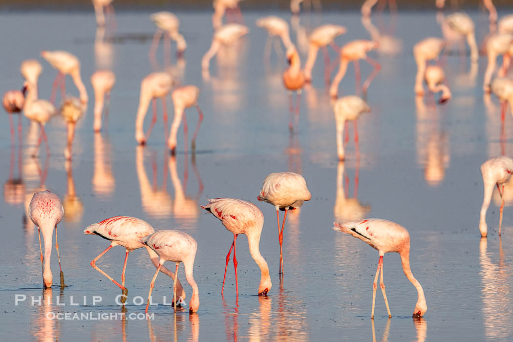 Flamingos, Amboseli National Park, Kenya., Phoenicopterus roseus, natural history stock photograph, photo id 39606
