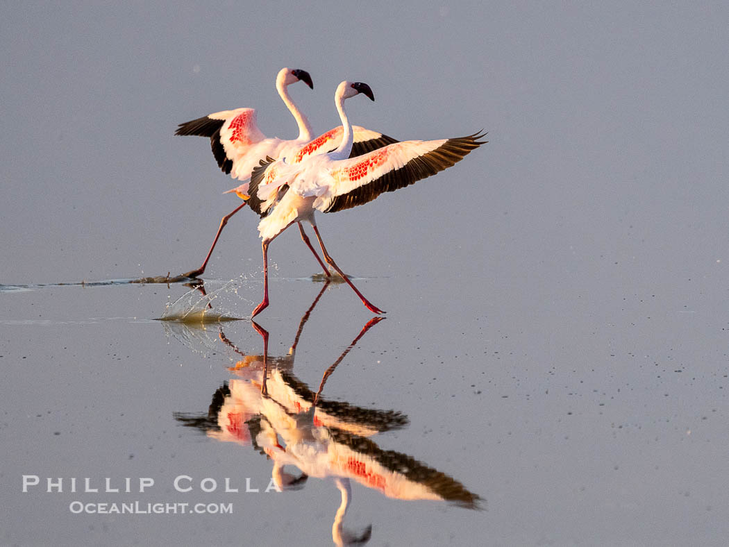 Flamingos, Amboseli National Park, Kenya., Phoenicopterus roseus, natural history stock photograph, photo id 39604