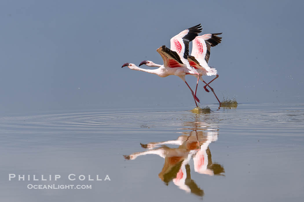 Flamingos, Amboseli National Park, Kenya., Phoenicopterus roseus, natural history stock photograph, photo id 39740