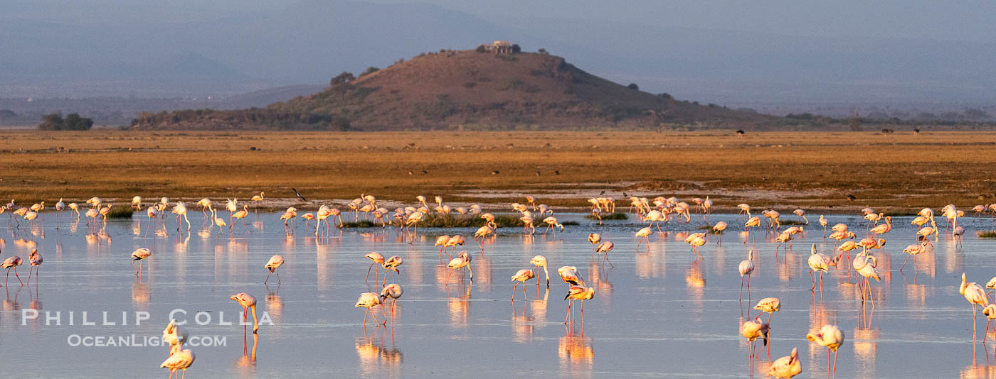 Flamingos, Amboseli National Park, Kenya., Phoenicopterus roseus, natural history stock photograph, photo id 39603