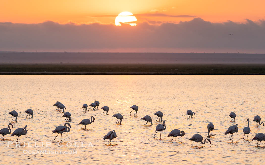 Flamingos at Dawn, Lake Kioko, Amboseli National Park. Kenya, Phoenicopterus roseus, natural history stock photograph, photo id 39601