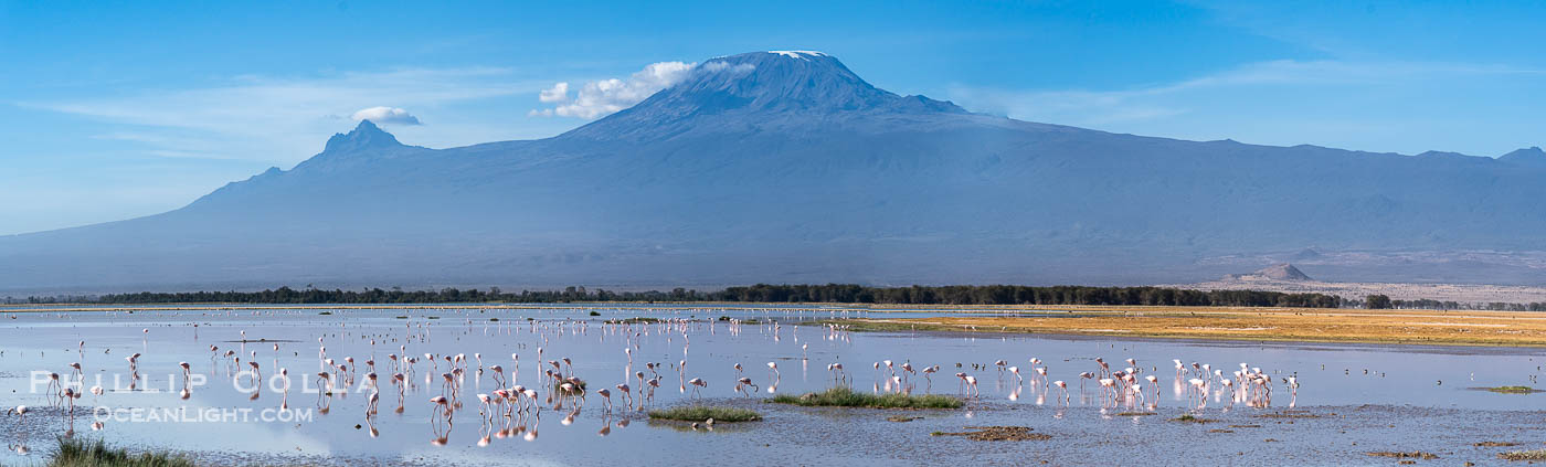 Flamingos, Kilimanjaro and Lake Kioko, Amboseli National Park. Kenya, Phoenicopterus roseus, natural history stock photograph, photo id 39546