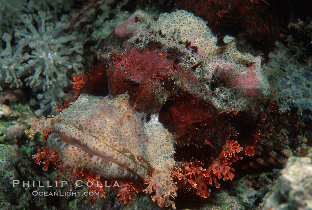 Flathead scorpionfish. Egyptian Red Sea, Scorpaenopsis oxycephala, natural history stock photograph, photo id 02042