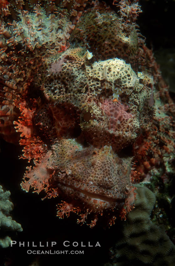 Flathead scorpionfish. Egyptian Red Sea, Scorpaenopsis oxycephala, natural history stock photograph, photo id 07096