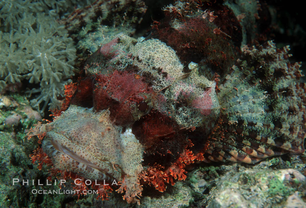 Flathead scorpionfish. Egyptian Red Sea, Scorpaenopsis oxycephala, natural history stock photograph, photo id 05235