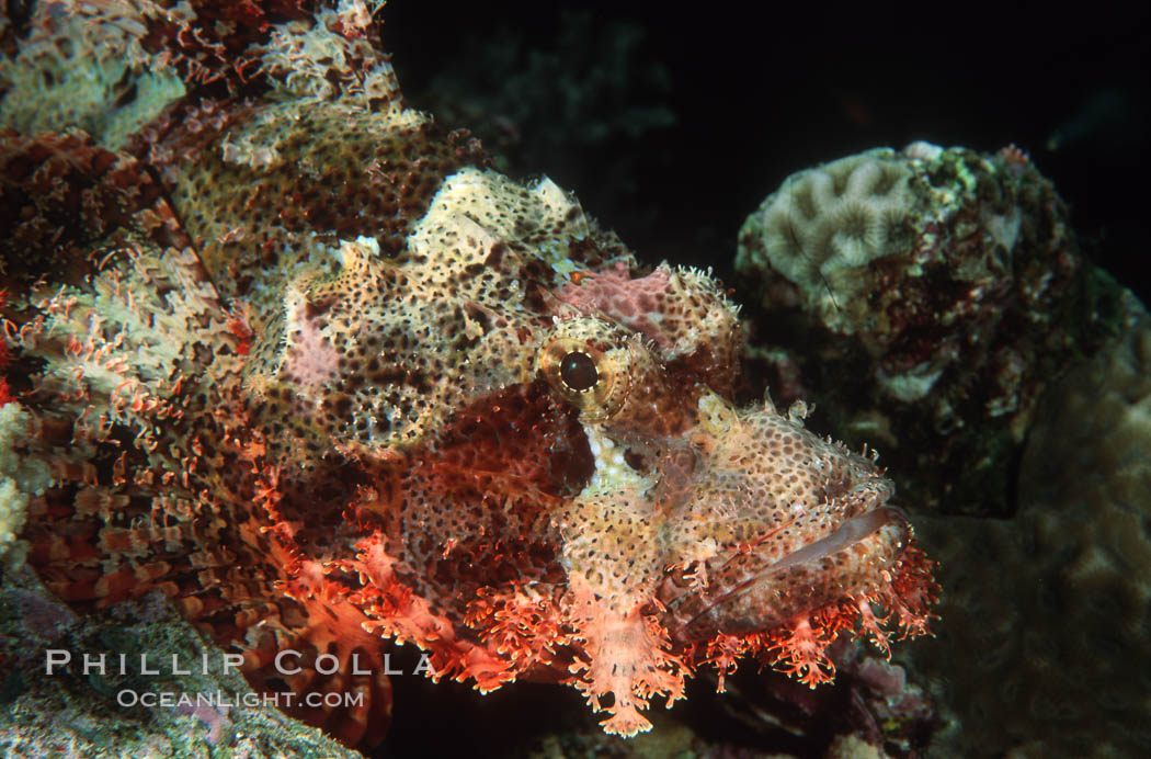 Flathead scorpionfish. Egyptian Red Sea, Scorpaenopsis oxycephala, natural history stock photograph, photo id 05267