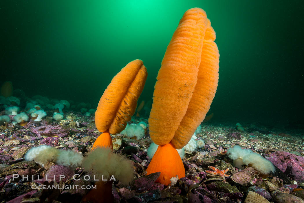 Fleshy Sea Pen, Ptilosarcus gurneyi, Vancouver Island. British Columbia, Canada, Ptilosarcus gurneyi, natural history stock photograph, photo id 34334