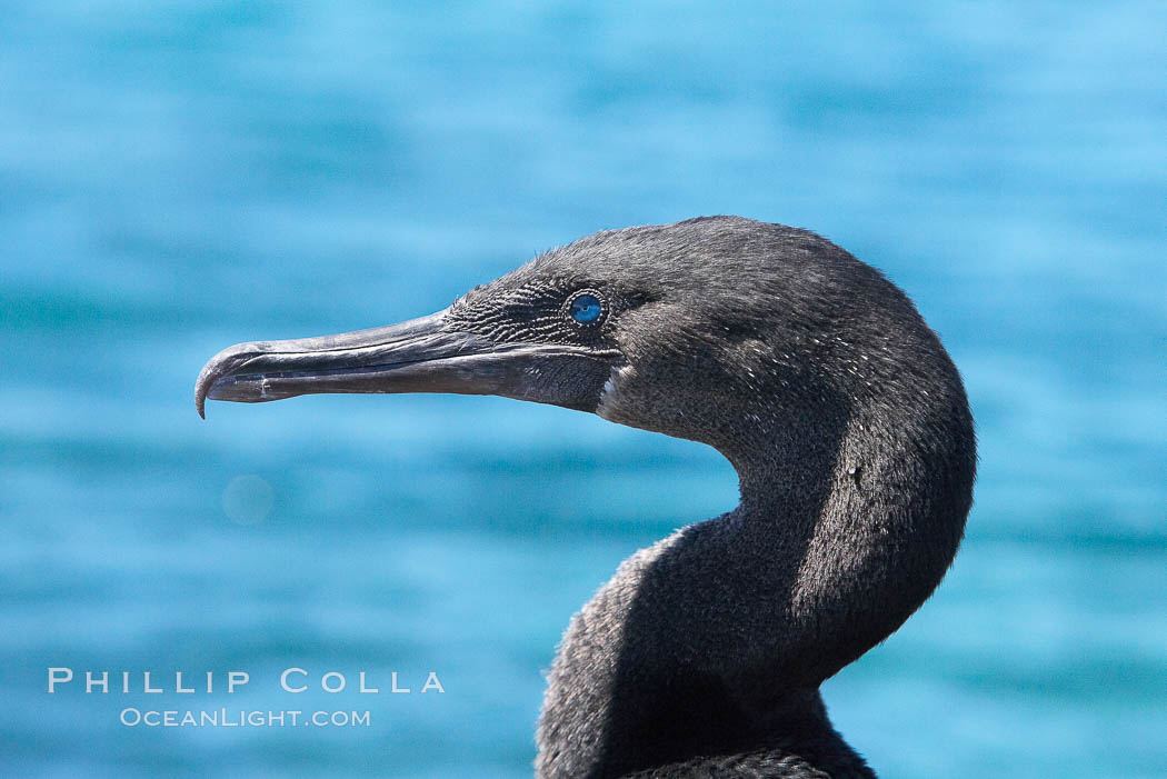 Flightless cormorant, head and neck profile.  In the absence of predators and thus not needing to fly, the flightless cormorants wings have degenerated to the point that it has lost the ability to fly, however it can swim superbly and is a capable underwater hunter.  Punta Albemarle. Isabella Island, Galapagos Islands, Ecuador, Nannopterum harrisi, Phalacrocorax harrisi, natural history stock photograph, photo id 16550