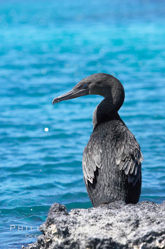 Flightless cormorant perched on volcanic coastline.  In the absence of predators and thus not needing to fly, the flightless cormorants wings have degenerated to the point that it has lost the ability to fly, however it can swim superbly and is a capable underwater hunter.  Punta Albemarle. Isabella Island, Galapagos Islands, Ecuador, Nannopterum harrisi, Phalacrocorax harrisi, natural history stock photograph, photo id 16554