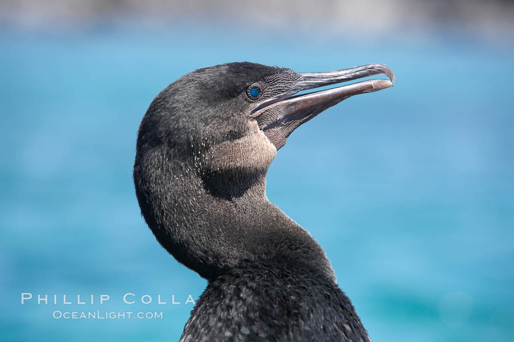 Flightless cormorant, head and neck profile.  In the absence of predators and thus not needing to fly, the flightless cormorants wings have degenerated to the point that it has lost the ability to fly, however it can swim superbly and is a capable underwater hunter.  Punta Albemarle. Isabella Island, Galapagos Islands, Ecuador, Nannopterum harrisi, Phalacrocorax harrisi, natural history stock photograph, photo id 16566