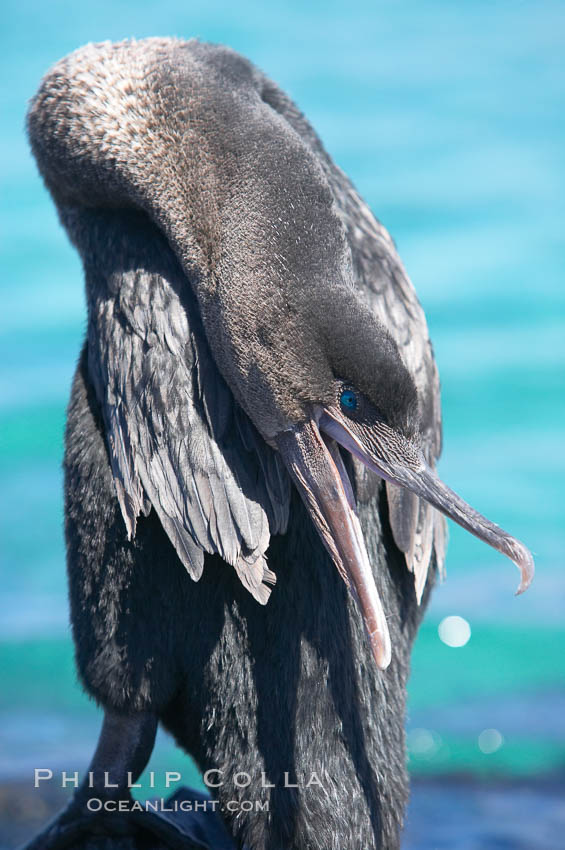 Flightless cormorant.  In the absence of predators and thus not needing to fly, the flightless cormorants wings have degenerated to the point that it has lost the ability to fly, however it can swim superbly and is a capable underwater hunter.  Punta Albemarle. Isabella Island, Galapagos Islands, Ecuador, Nannopterum harrisi, Phalacrocorax harrisi, natural history stock photograph, photo id 16548