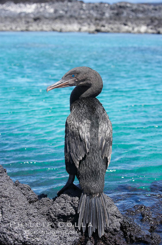 Flightless cormorant perched on volcanic coastline.  In the absence of predators and thus not needing to fly, the flightless cormorants wings have degenerated to the point that it has lost the ability to fly, however it can swim superbly and is a capable underwater hunter.  Punta Albemarle. Isabella Island, Galapagos Islands, Ecuador, Nannopterum harrisi, Phalacrocorax harrisi, natural history stock photograph, photo id 16564
