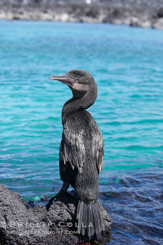 Flightless cormorant perched on volcanic coastline.  In the absence of predators and thus not needing to fly, the flightless cormorants wings have degenerated to the point that it has lost the ability to fly, however it can swim superbly and is a capable underwater hunter.  Punta Albemarle. Isabella Island, Galapagos Islands, Ecuador, Nannopterum harrisi, Phalacrocorax harrisi, natural history stock photograph, photo id 16568