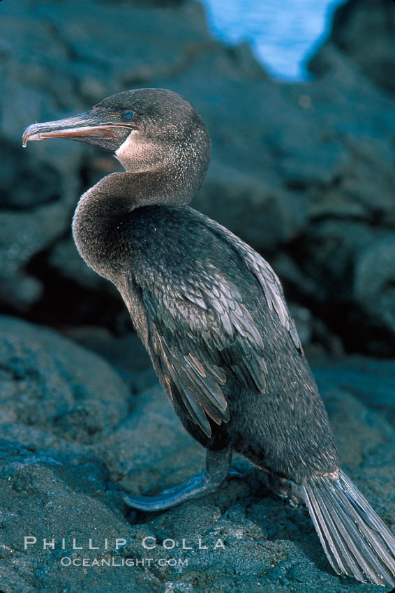 Flightless cormorant, Punta Espinosa. Fernandina Island, Galapagos Islands, Ecuador, Nannopterum harrisi, Phalacrocorax harrisi, natural history stock photograph, photo id 02285