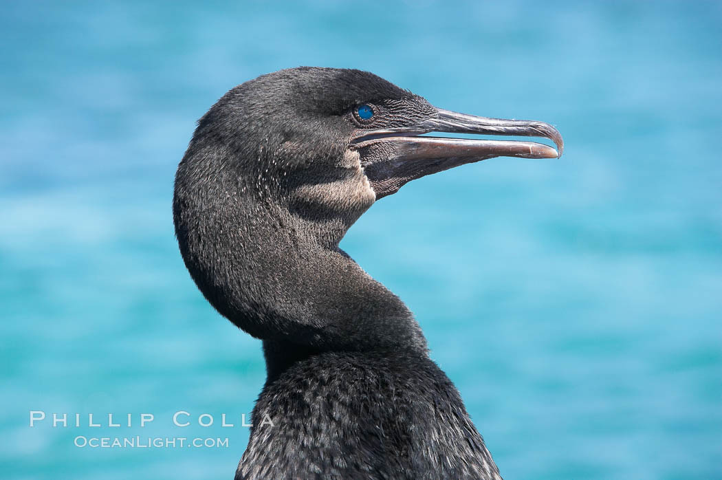 Flightless cormorant, head and neck profile.  In the absence of predators and thus not needing to fly, the flightless cormorants wings have degenerated to the point that it has lost the ability to fly, however it can swim superbly and is a capable underwater hunter.  Punta Albemarle. Isabella Island, Galapagos Islands, Ecuador, Nannopterum harrisi, Phalacrocorax harrisi, natural history stock photograph, photo id 16565