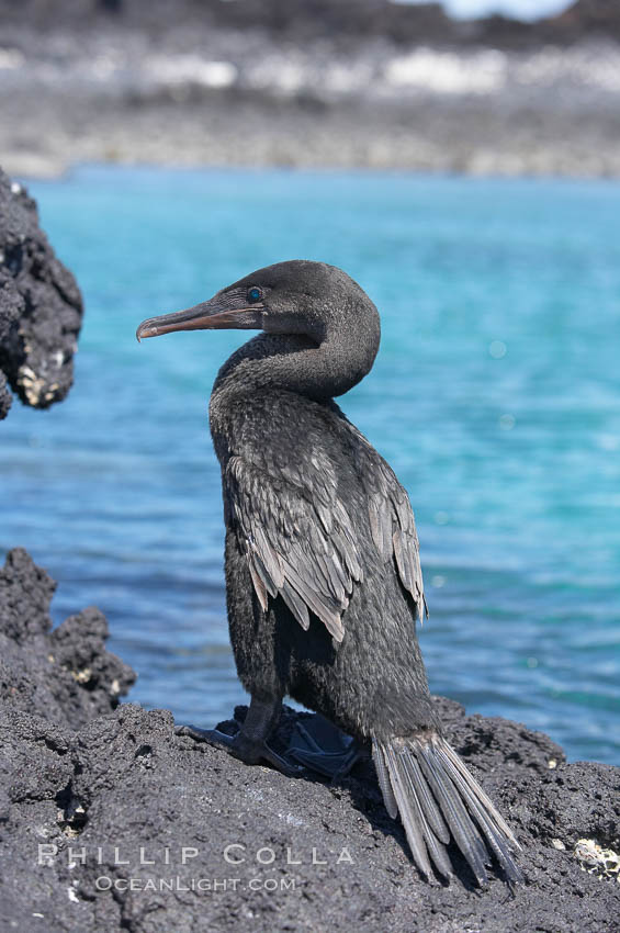Flightless cormorant perched on volcanic coastline.  In the absence of predators and thus not needing to fly, the flightless cormorants wings have degenerated to the point that it has lost the ability to fly, however it can swim superbly and is a capable underwater hunter.  Punta Albemarle. Isabella Island, Galapagos Islands, Ecuador, Nannopterum harrisi, Phalacrocorax harrisi, natural history stock photograph, photo id 16569