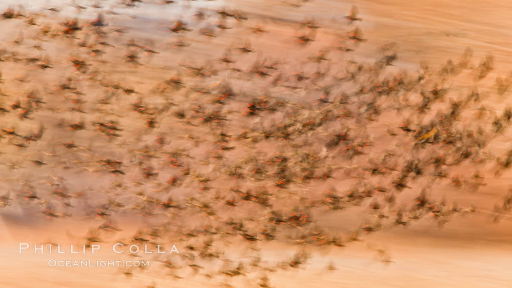 Flock of red-winged blackbirds, in flight, blurred in time exposure, Agelaius phoeniceus, Bosque Del Apache, Socorro, New Mexico