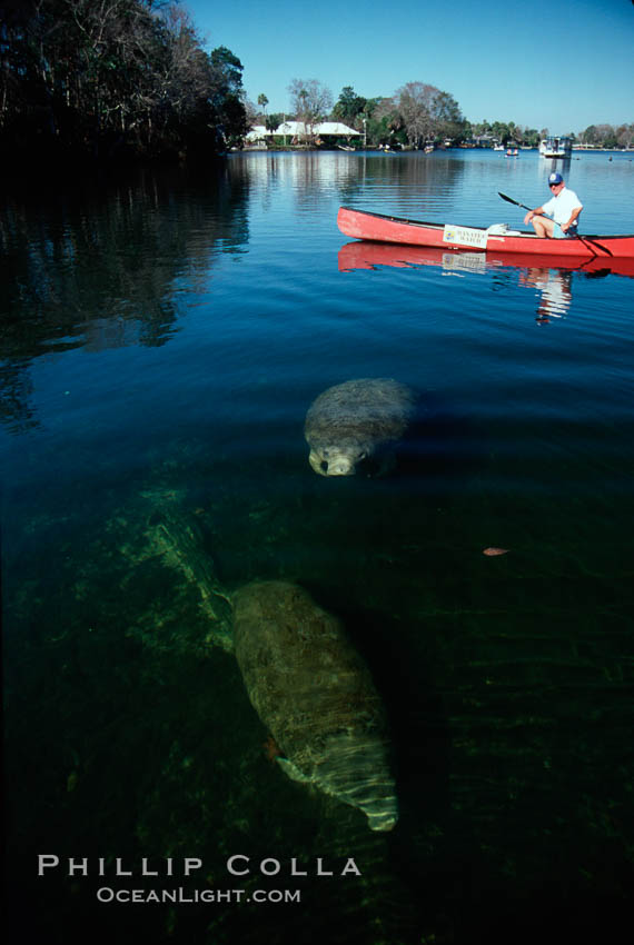West Indian manatee and volunteer observer, Homosassa State Park. Homosassa River, Florida, USA, Trichechus manatus, natural history stock photograph, photo id 02790
