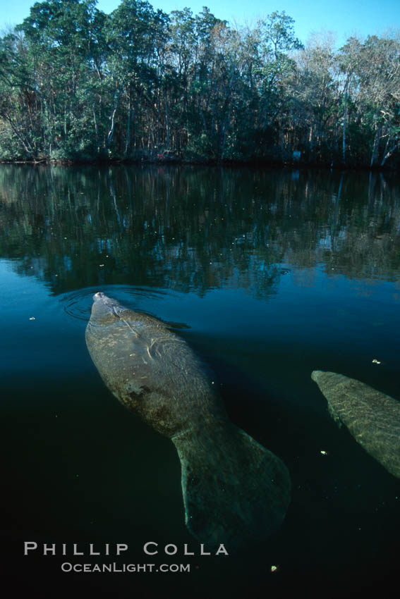 West Indian manatee, Homosassa State Park. Homosassa River, Florida, USA, Trichechus manatus, natural history stock photograph, photo id 02772