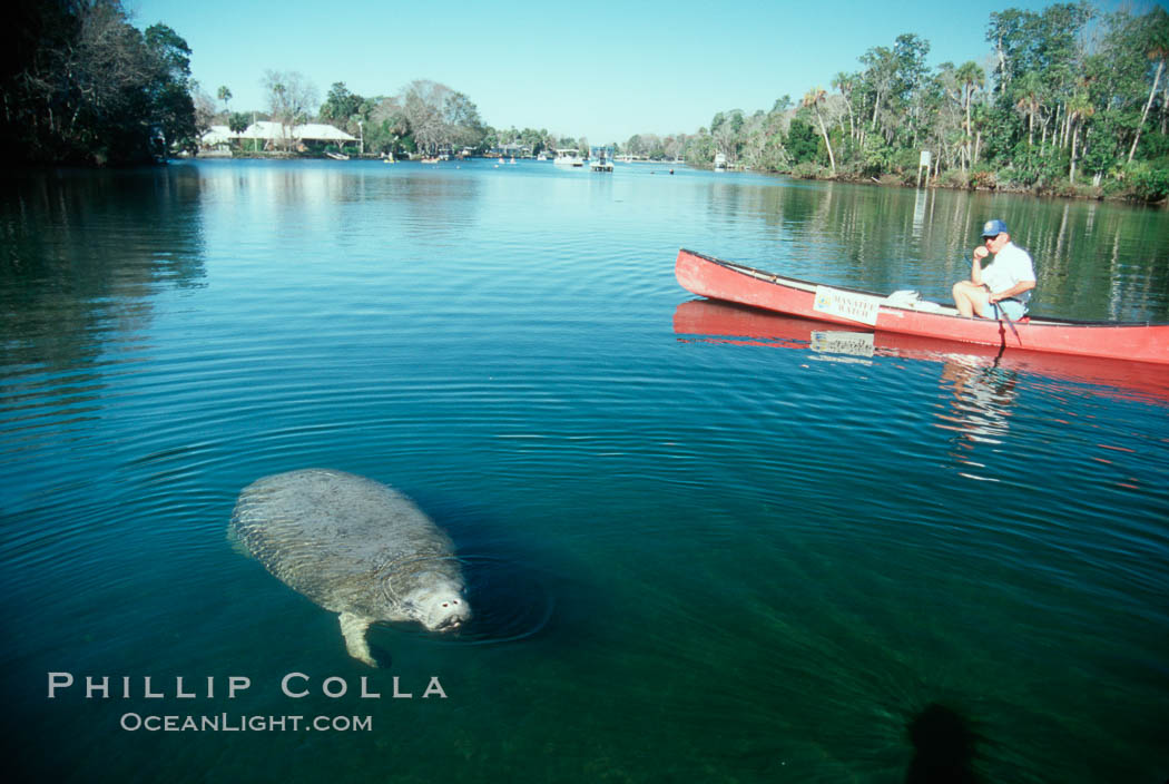 West Indian manatee and volunteer observer, Homosassa State Park. Homosassa River, Florida, USA, Trichechus manatus, natural history stock photograph, photo id 02788